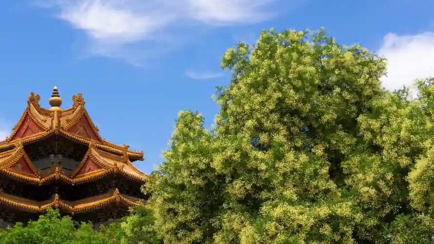 4k白云壁纸 - 绿树 - 蓝天 - 风光「哲风壁纸」 4k白云壁纸 - 绿树 - 蓝天 - 风光「哲风壁纸」