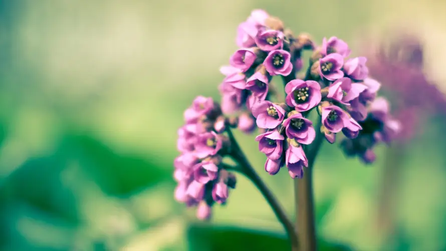 3k户外壁纸-花 - 绿植-花簇「哲风壁纸」