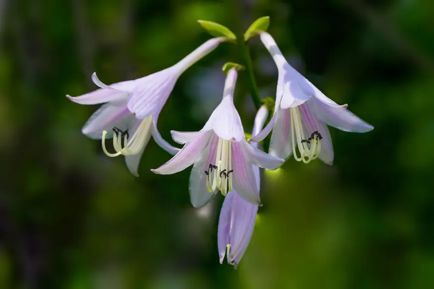 4k紫萼壁纸 - 花蕊 - 鲜花 - 紫玉簪「哲风壁纸」