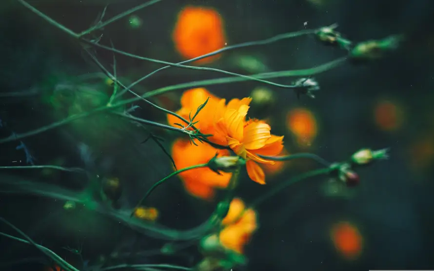 4k散景壁纸 - 植物 - 花苞 - 花茎「哲风壁纸」 4k散景壁纸 - 植物 - 花苞 - 花茎「哲风壁纸」
