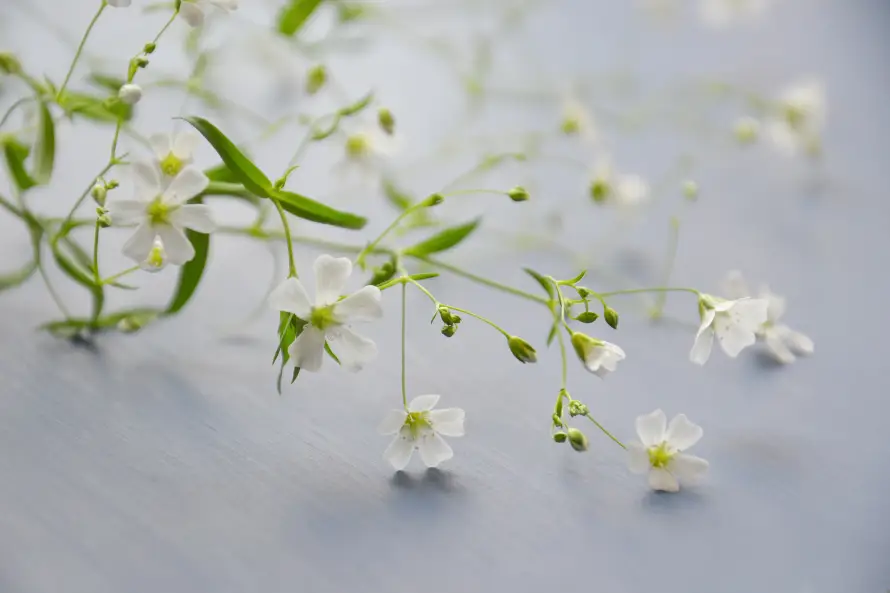 4k微距壁纸 - 植物 - 清新 - 简约「哲风壁纸」