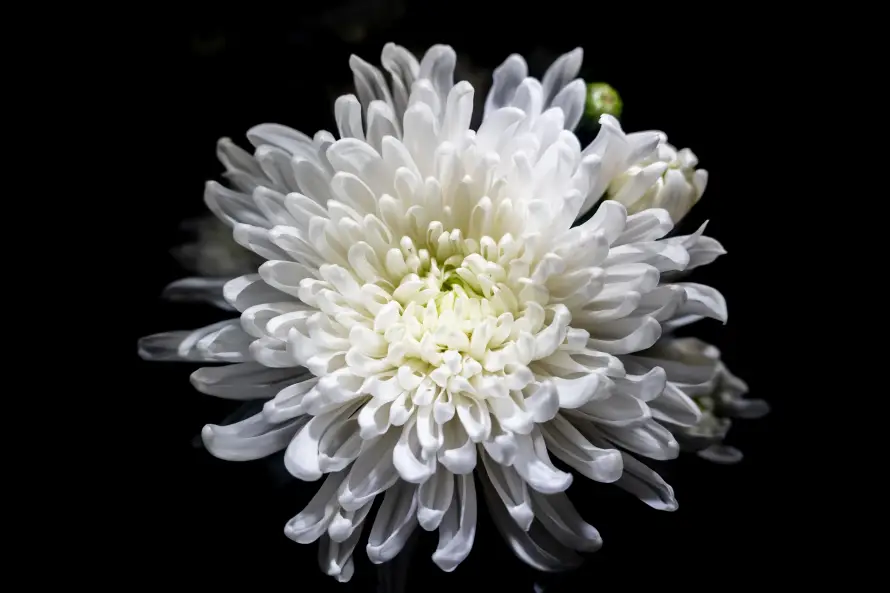 4k素雅壁纸 - 绽放 - 花卉 - 花瓣「哲风壁纸」