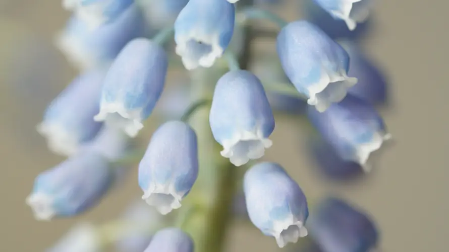 6k植物壁纸-清新 - 花朵-花簇「哲风壁纸」