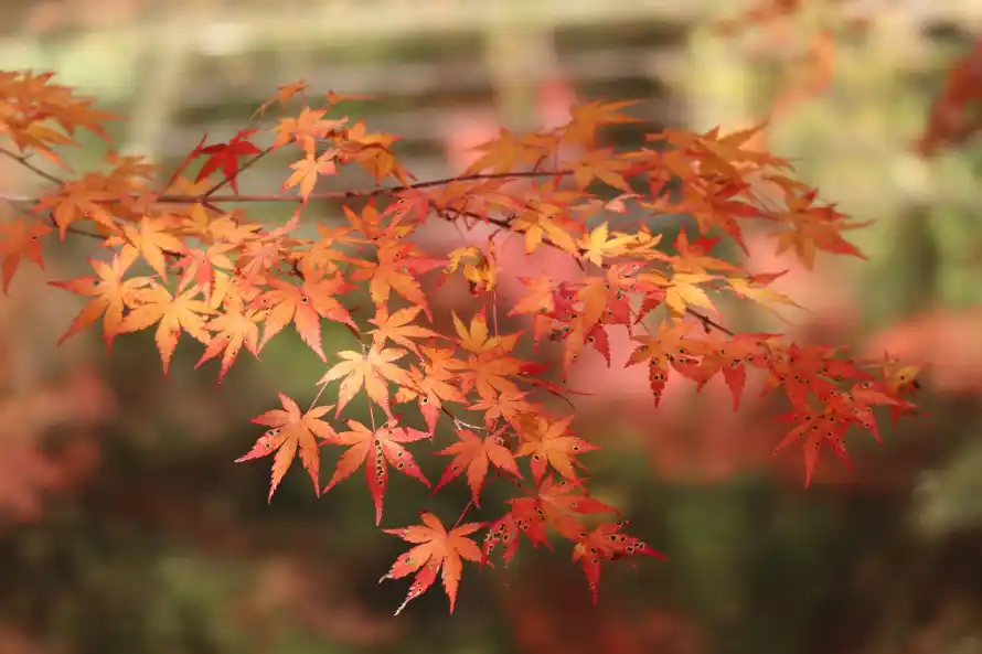 4k枝叶壁纸-枫叶 - 秋日-秋景「哲风壁纸」