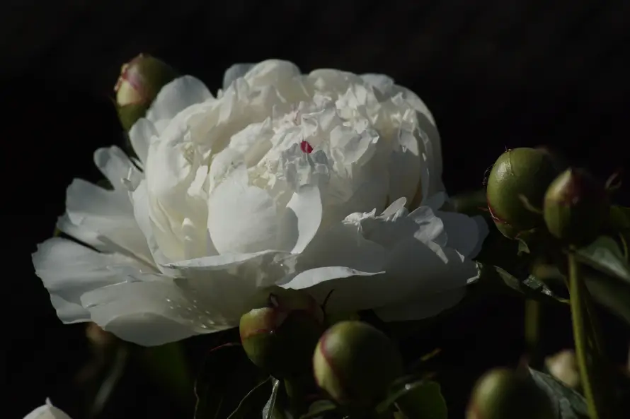 4k植物壁纸 - 牡丹 - 特写 - 花卉「哲风壁纸」 4k植物壁纸 - 牡丹 - 特写 - 花卉「哲风壁纸」