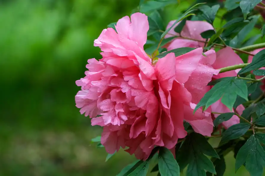 6k牡丹壁纸-绿叶 - 花簇-重瓣花「哲风壁纸」