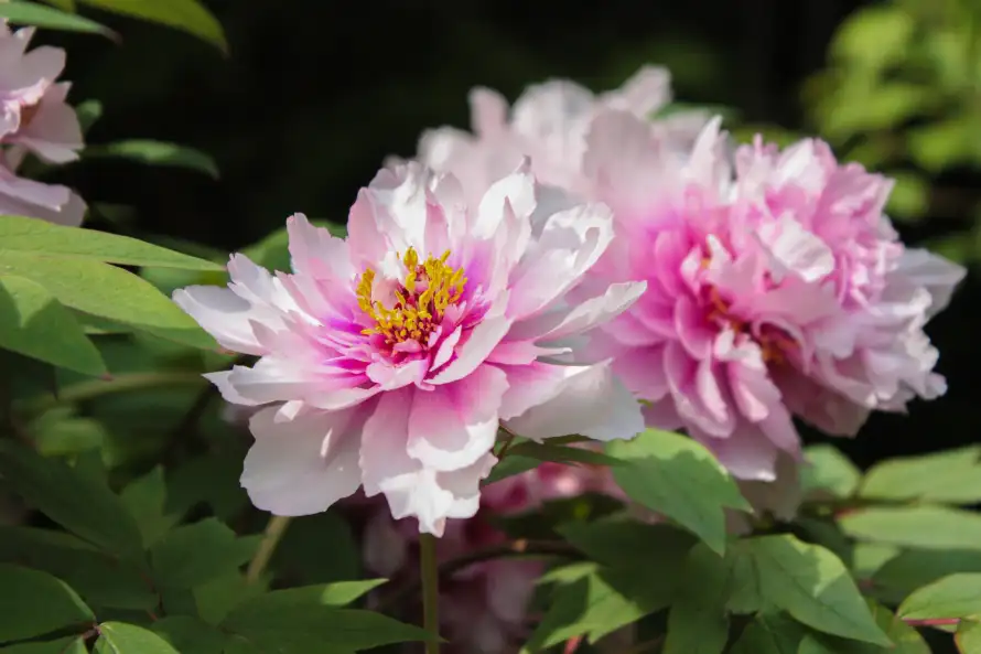 4k牡丹壁纸-绿叶 - 花卉-重瓣花「哲风壁纸」
