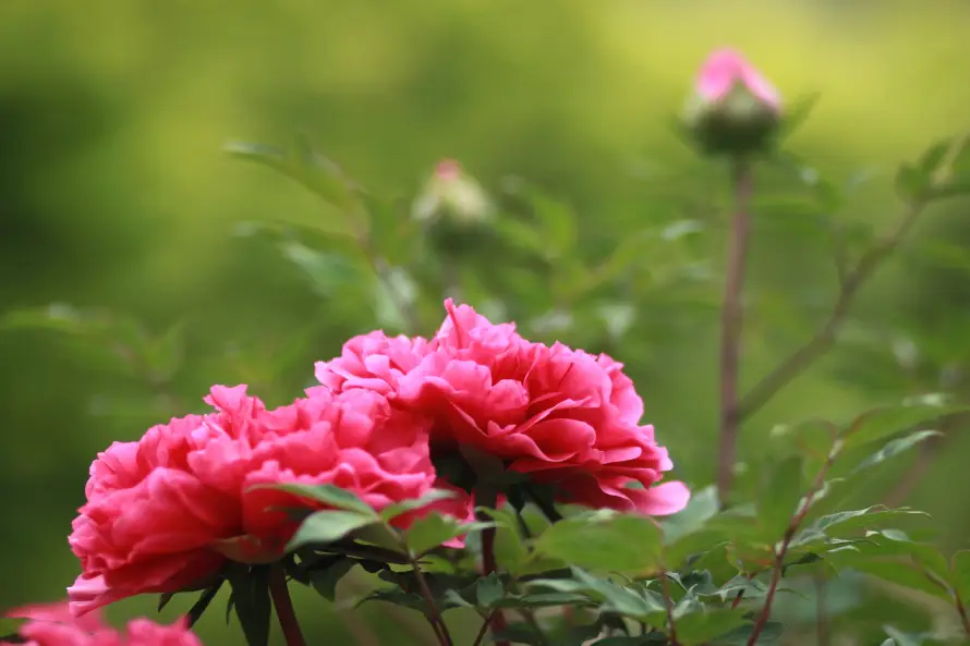 5k户外壁纸-植物 - 牡丹-红花「哲风壁纸」