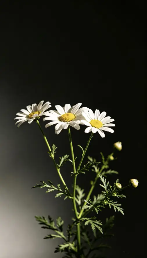 4k花苞壁纸 - 洋甘菊 - 光影特写 - 暗黑背景「哲风壁纸」