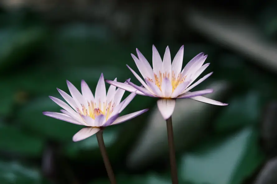 6k睡莲壁纸-绽放 - 绿植-花朵「哲风壁纸」