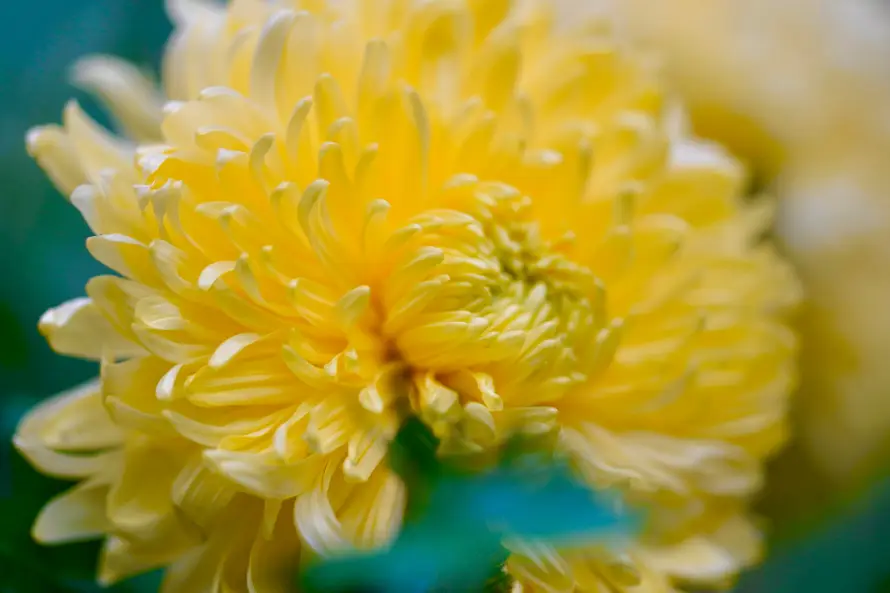 4k微距壁纸-特写 - 花卉-花瓣「哲风壁纸」