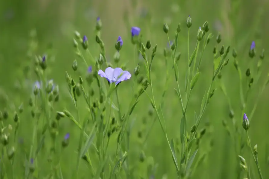 6k清新壁纸-细茎 - 自然-花苞「哲风壁纸」