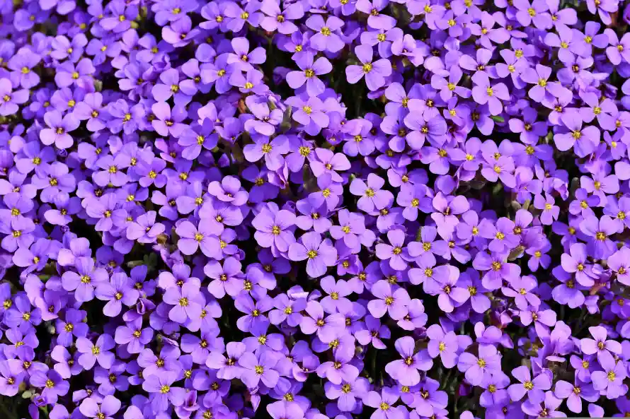 6k花簇壁纸-南庭芥 - 四瓣花-地被花卉「哲风壁纸」
