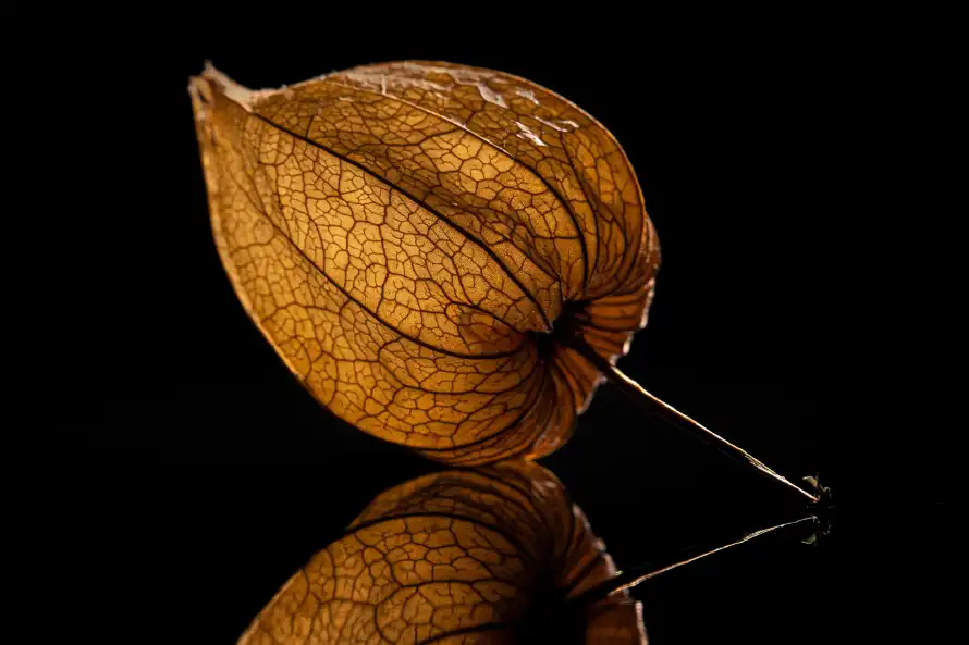 4k果实壁纸 - 果萼 - 植物 - 特写「哲风壁纸」 4k果实壁纸 - 果萼 - 植物 - 特写「哲风壁纸」