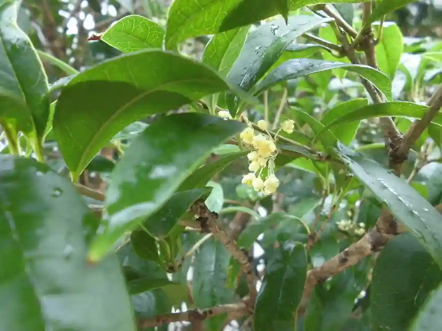 4k树枝壁纸 - 桂花 - 植物 - 水珠「哲风壁纸」