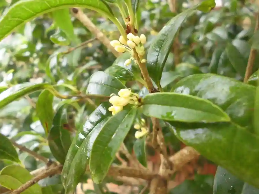 4k树枝壁纸 - 桂花 - 水珠 - 清新「哲风壁纸」