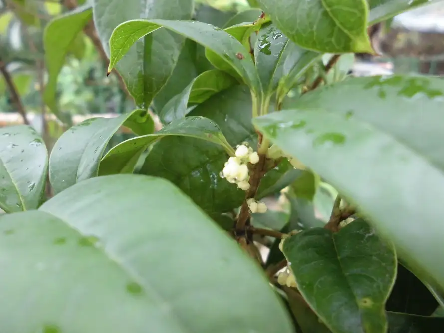 4k叶腋壁纸 - 枝叶 - 桂花 - 植物「哲风壁纸」