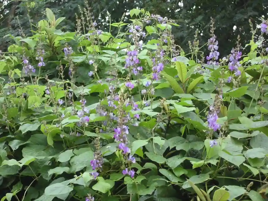 5k户外壁纸-绿叶 - 花序-扁豆花「哲风壁纸」