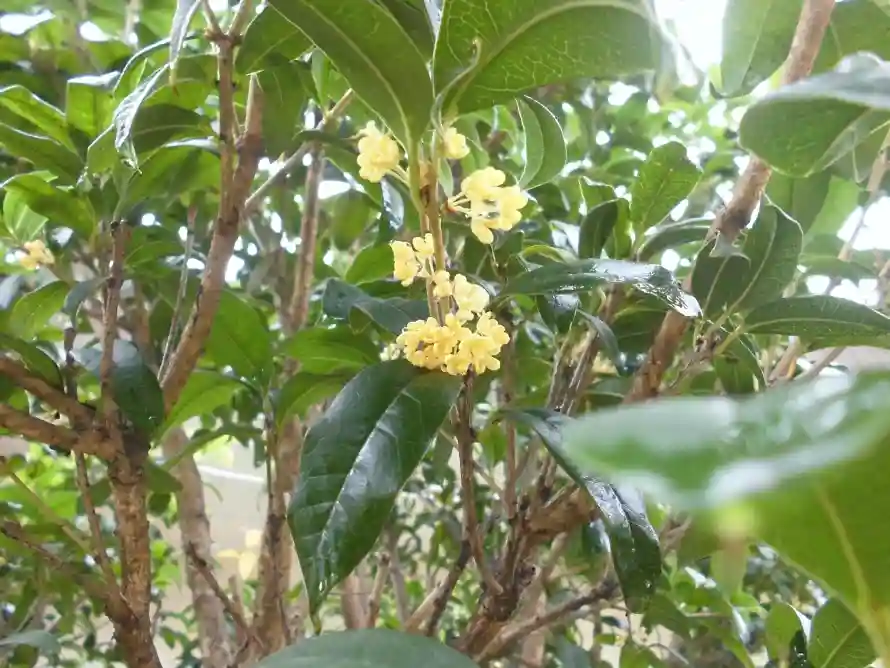 5k树枝壁纸-桂花 - 植物-特写「哲风壁纸」