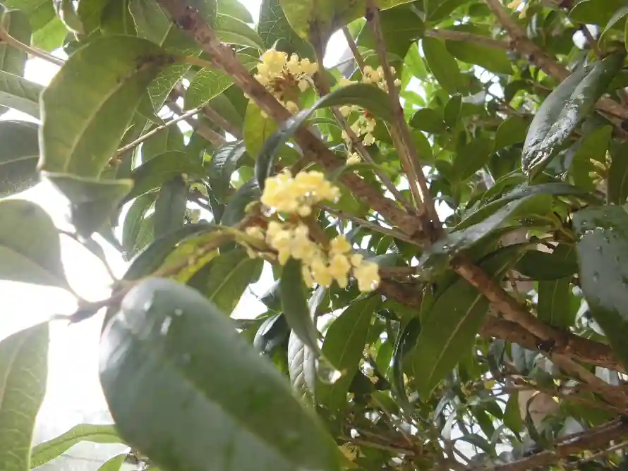 4k木犀壁纸 - 桂花 - 绿叶 - 花枝「哲风壁纸」