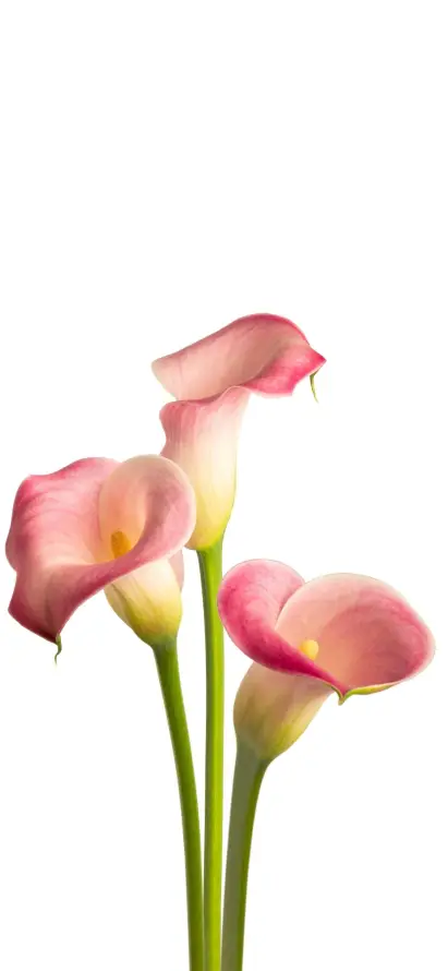 4k植物壁纸 - 清新 - 特写 - 花卉「哲风壁纸」