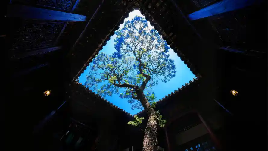 4k仰拍壁纸-光影 - 庭院-树影「哲风壁纸」