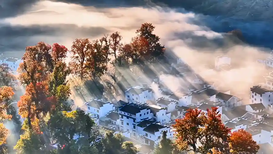 4k古树壁纸 - 婺源 - 山村 - 晨雾「哲风壁纸」