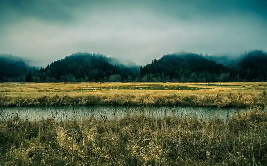 4k森林壁纸 - 河流 - 湿地 - 草甸「哲风壁纸」 4k森林壁纸 - 河流 - 湿地 - 草甸「哲风壁纸」