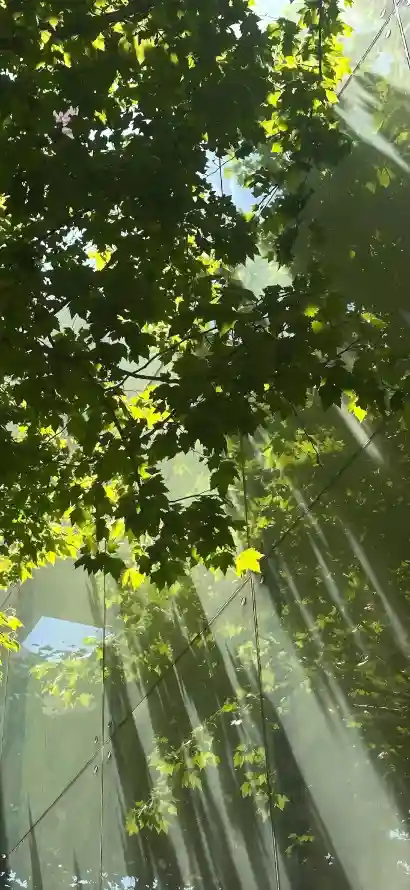 4k仰拍壁纸 - 光束 - 树叶 - 树林「哲风壁纸」