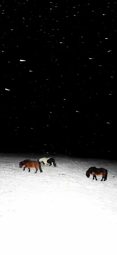 4k冬季壁纸 - 旷野 - 极简 - 落雪「哲风壁纸」