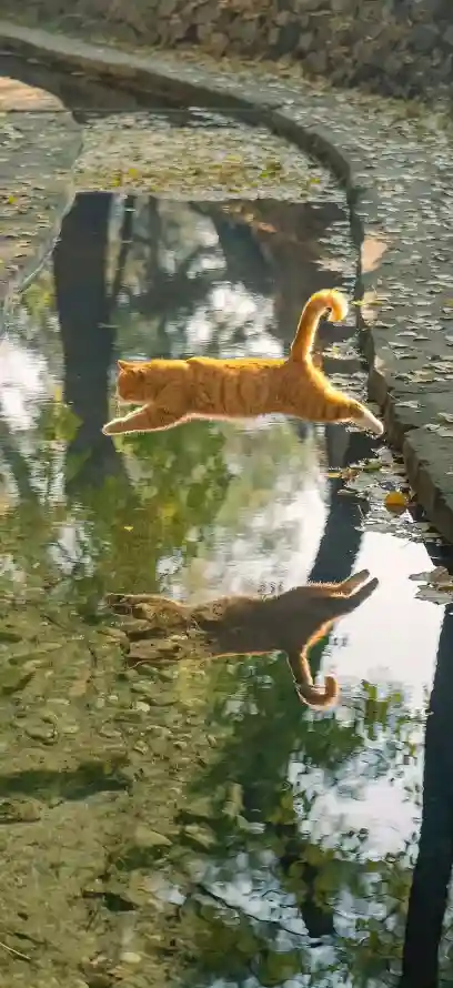 4k伸展壁纸 - 小猫 - 户外 - 橘猫「哲风壁纸」