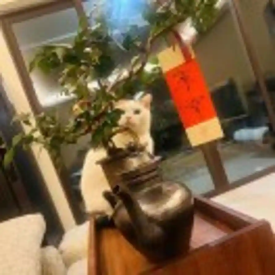 夏橘的头像