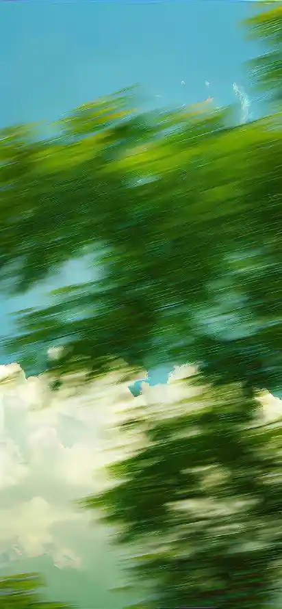 4k仰拍壁纸 - 天空 - 枝叶 - 树木「哲风壁纸」