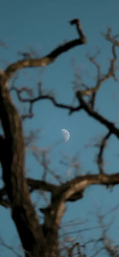 4k夜景壁纸 - 天空 - 弯月 - 暮色「哲风壁纸」