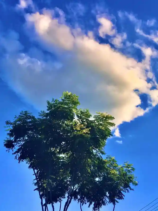 4k仰拍壁纸 - 云 - 夏天 - 晴空「哲风壁纸」