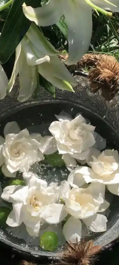 4k清新壁纸 - 花 - 绿叶 - 水培花「哲风壁纸」