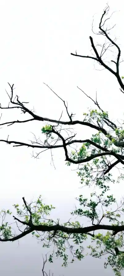 4k嫩叶壁纸 - 花 - 新叶 - 新芽「哲风壁纸」