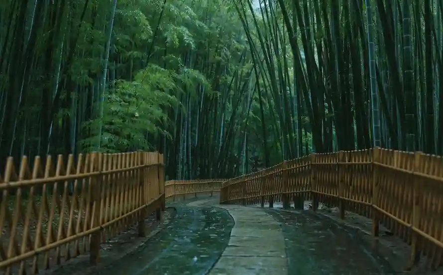 4k曲径壁纸 - 清幽 - 竹林 - 雨后「哲风壁纸」 4k曲径壁纸 - 清幽 - 竹林 - 雨后「哲风壁纸」