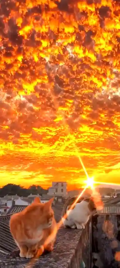 4k夕阳壁纸 - 天空 - 屋顶 - 晚霞「哲风壁纸」