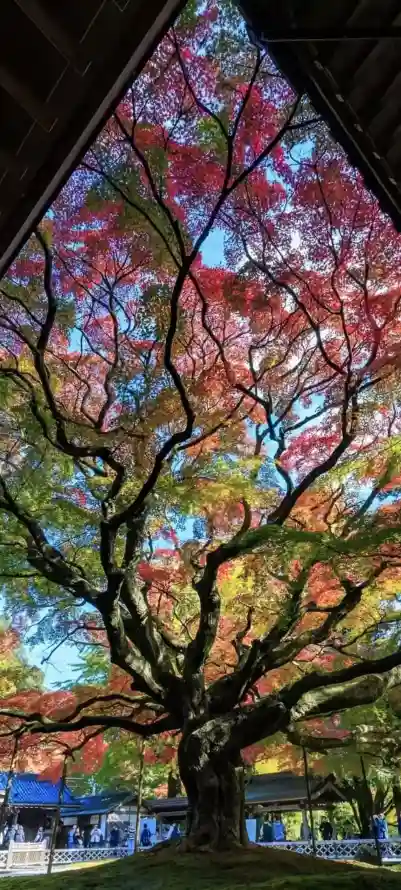 4k大树壁纸 - 树 - 户外 - 枝桠「哲风壁纸」