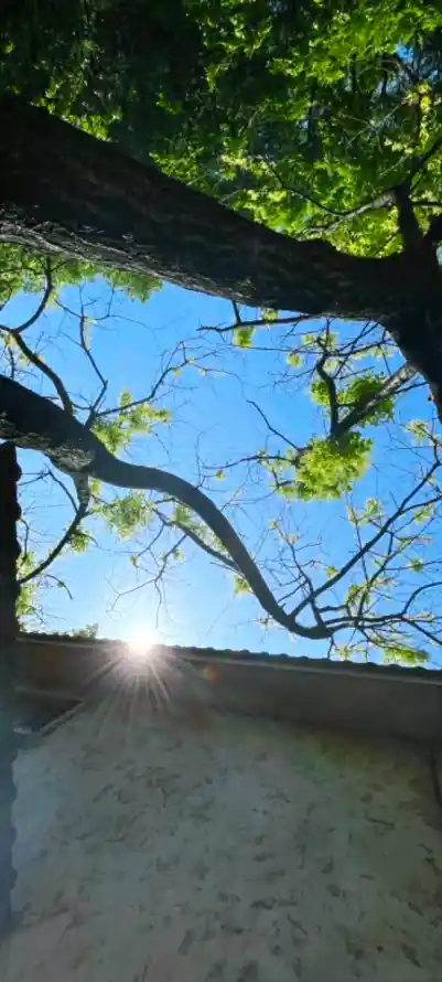 4k仰拍壁纸 - 树 - 嫩叶 - 晴空「哲风壁纸」