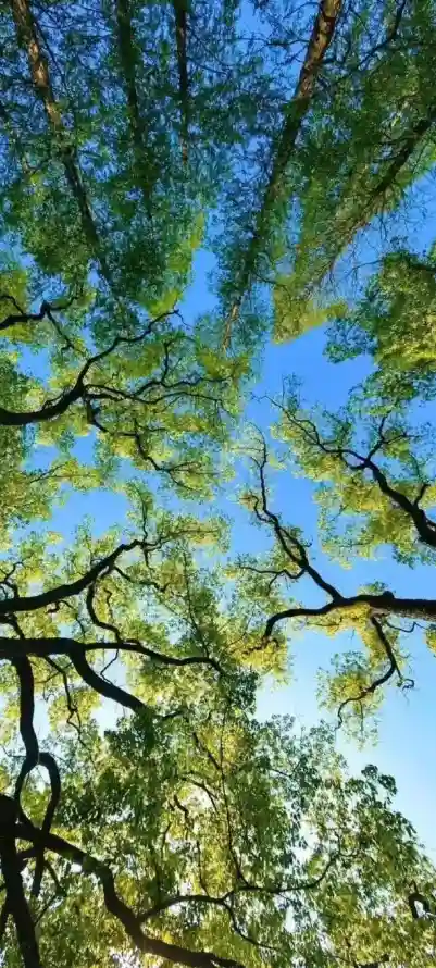 4k仰拍壁纸 - 树 - 日光 - 树冠「哲风壁纸」