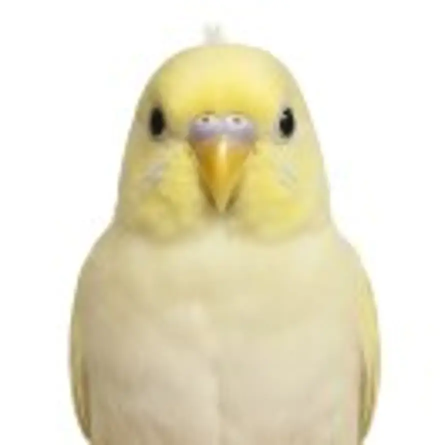 BIRD的用户头像 - 哲风壁纸