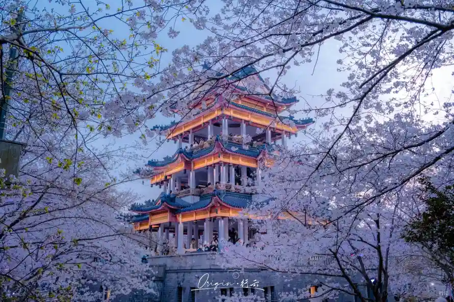 4k夜樱壁纸 - 花 - 无锡 - 暖灯「哲风壁纸」 4k夜樱壁纸 - 花 - 无锡 - 暖灯「哲风壁纸」