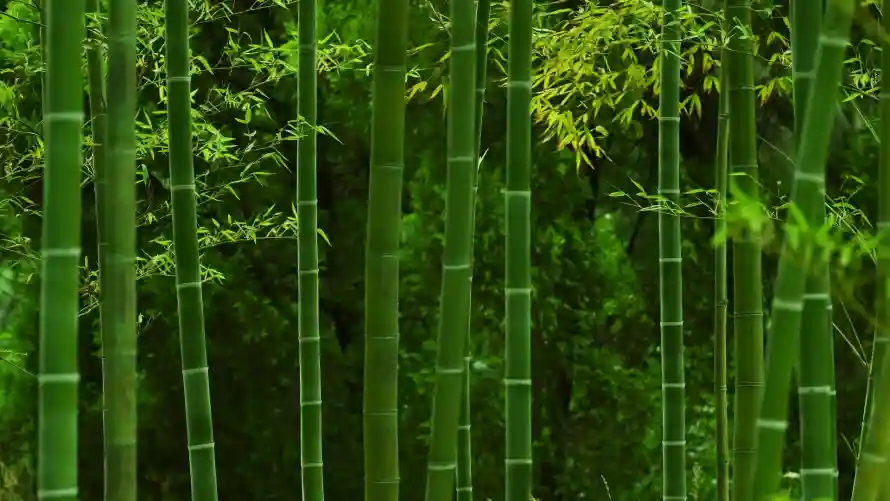 2k森林壁纸-清新 - 竹叶-竹子「哲风壁纸」