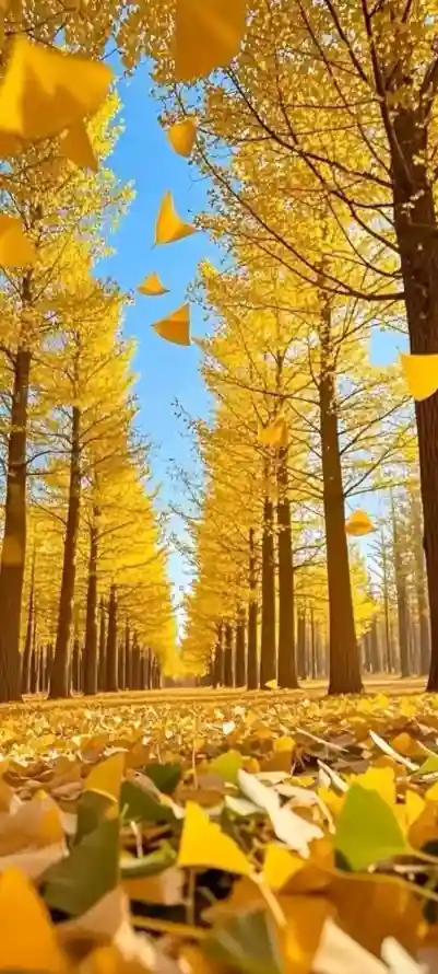 4k树林壁纸 - 树 - 秋天 - 落叶「哲风壁纸」