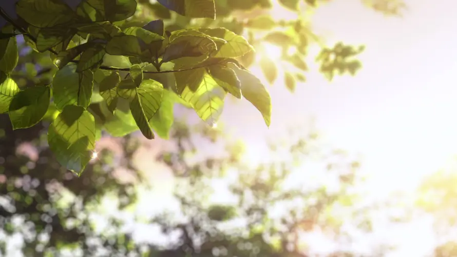 4k光斑壁纸 - 光晕 - 夏日 - 树叶「哲风壁纸」