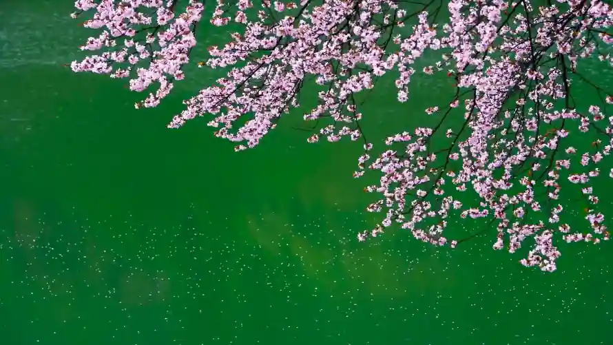 2k春日壁纸-樱花 - 湖樱-花影「哲风壁纸」
