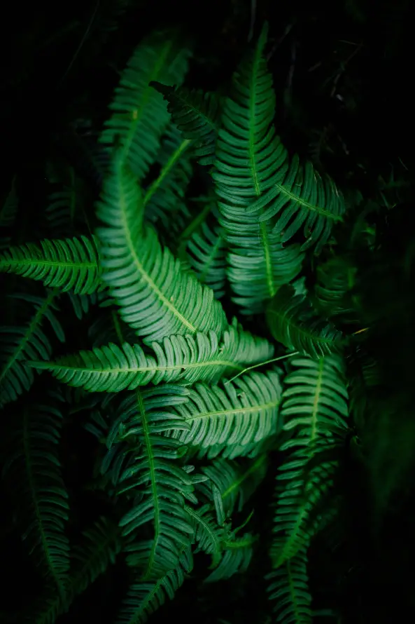 《植被》手机壁纸-绿色的壁纸-蕨类植物背景-蕨类植物和木贼「哲风壁纸」