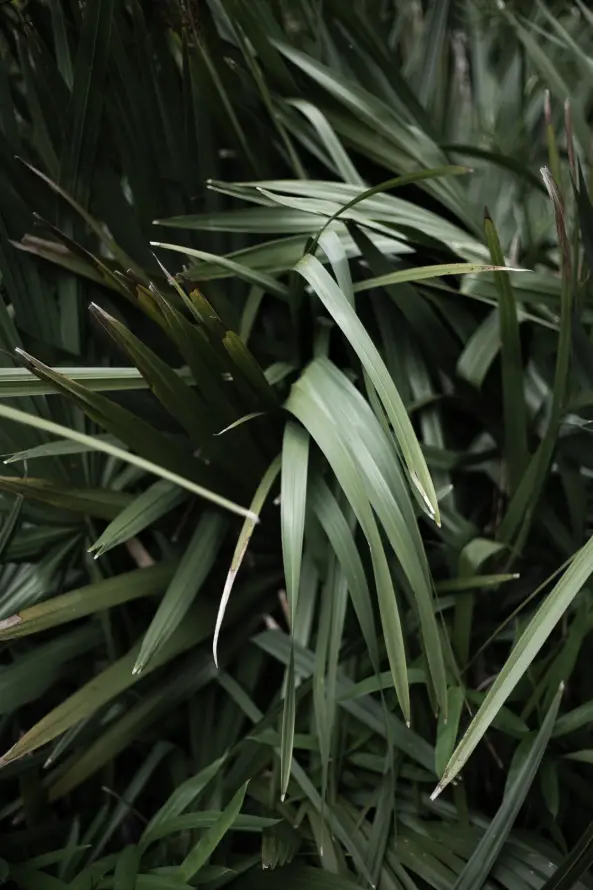 《植物干》手机壁纸-草壁纸-草家庭背景-草本植物「哲风壁纸」